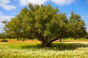 L'Arbre de l'Arganier au Maroc