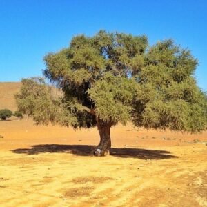 L'argan est-il en voie de disparition au Maroc ?